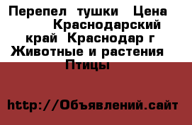 Перепел: тушки › Цена ­ 400 - Краснодарский край, Краснодар г. Животные и растения » Птицы   